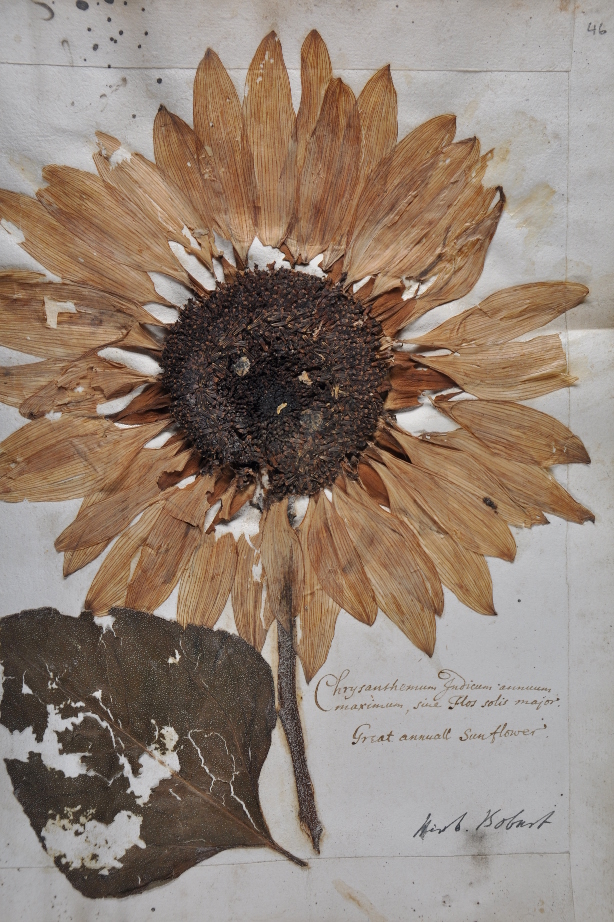 Helianthus annuus collected by Jacob Bobart the Younger from the Oxford Botanic Garden (c. 1680; Oxford University Herbaria).