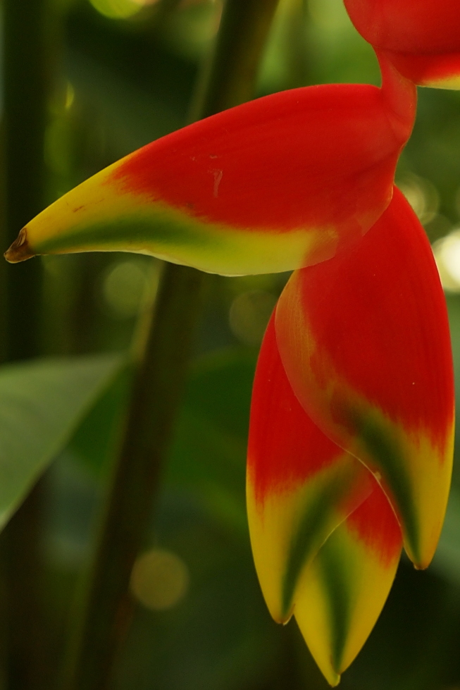 
Heliconia rostrata inflorescence in Oxford Botanic Garden.