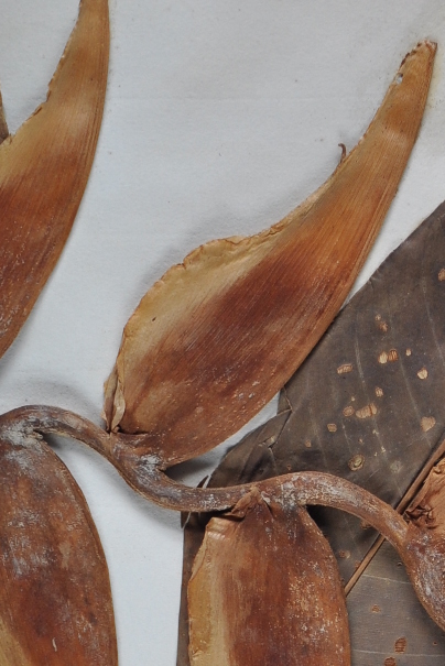 Type of Heliconia rostrata collected by the Spanish plant collectors Ruiz and Pavon in Peru in the late eighteenth century (Oxford University Herbaria).