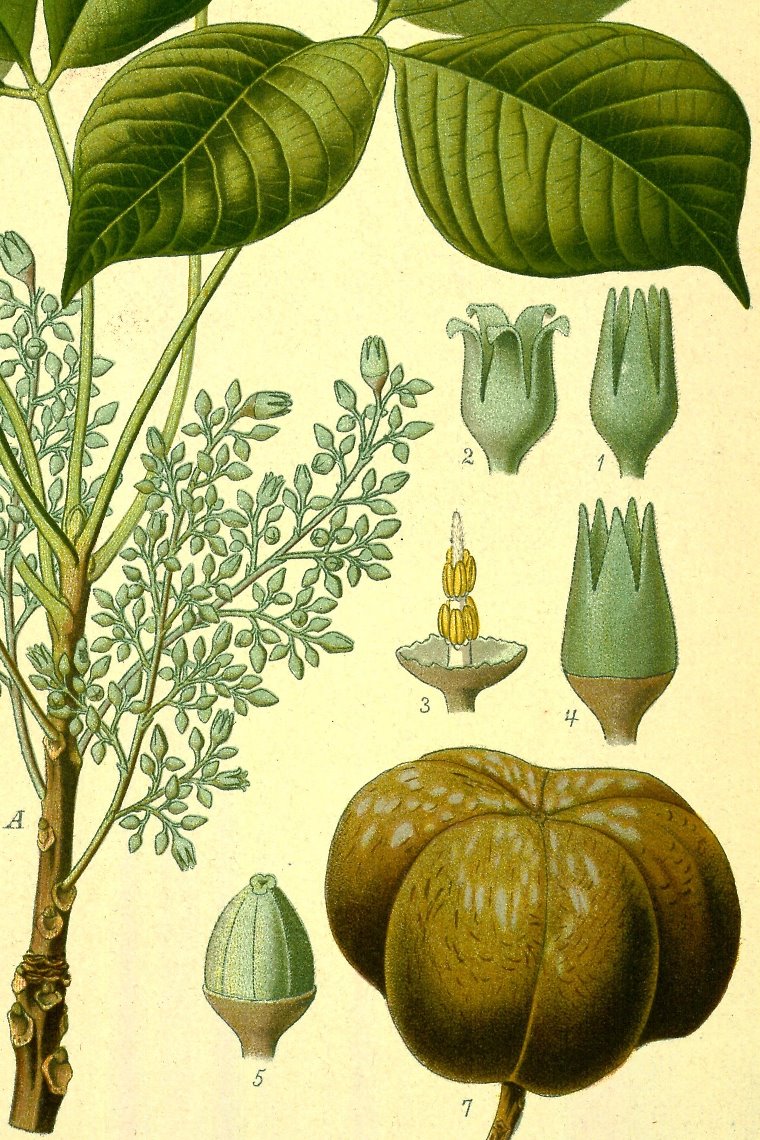 
Coloured illustration of Hevea brasiliensis from Koehler's 'Medizinal Pflanzen' (1890; vol. 3, t.8).
