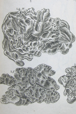 Type of Nostoc commune from Jacob Dillenius's Herbarium (Oxford University Herbaria).