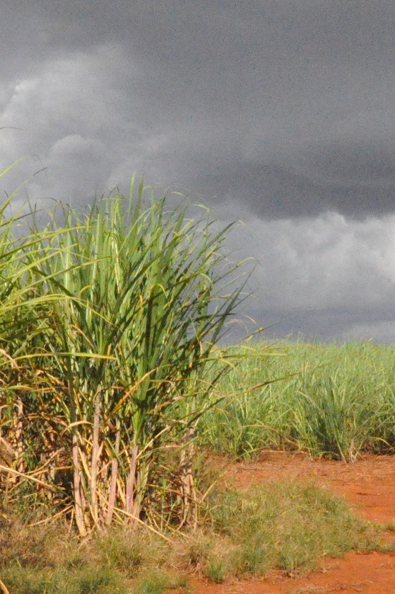 
Sugarcane field in central Brazil (S.A. Harris).