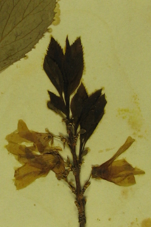 Specimen of Forsythia x intermedia collected from the Berlin Botanic Garden in 1895 (Oxford University Herbaria).