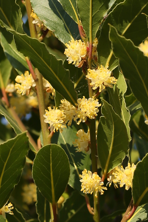 Laurus nobilis in Oxford Botanic Garden (April 2014).