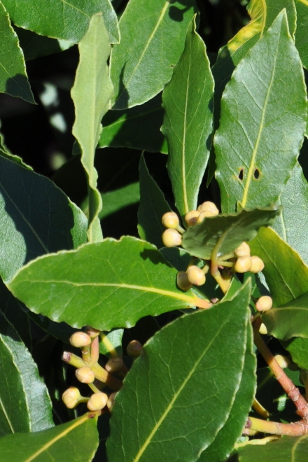
Laurus nobilis in Oxford Botanic Garden (February 2014).