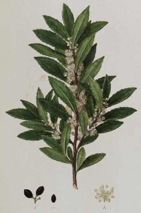 Laurus nobilis watercolour painted by Ferdinand Bauer (late 1780s/early 1790s) for the Flora Graeca (Sherardian Library; MS Sherard 245.f24r).