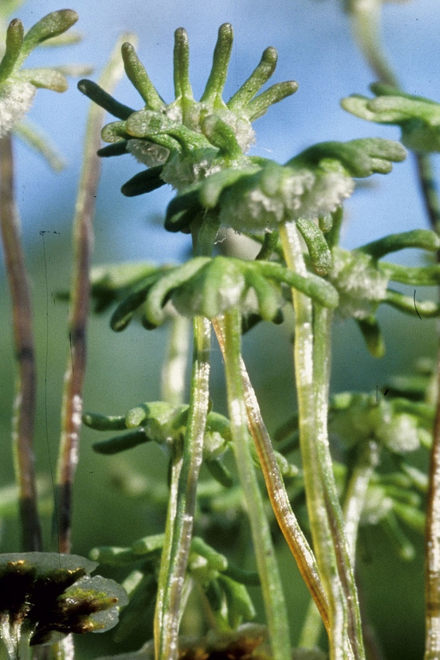 Archaegoniophores of a female Marchantia polymorpha plant.