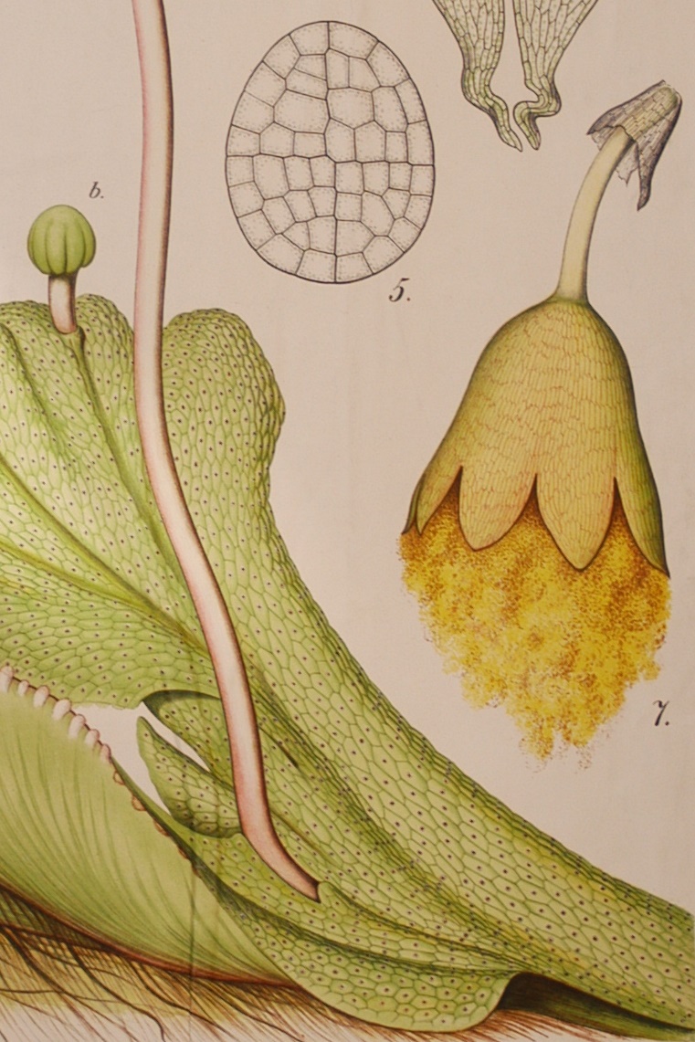 Leopold Kny's nineteenth century wallchart (Tafel LXXXVIII) of female Marchantia polymorpha (Oxford University Herbaria).