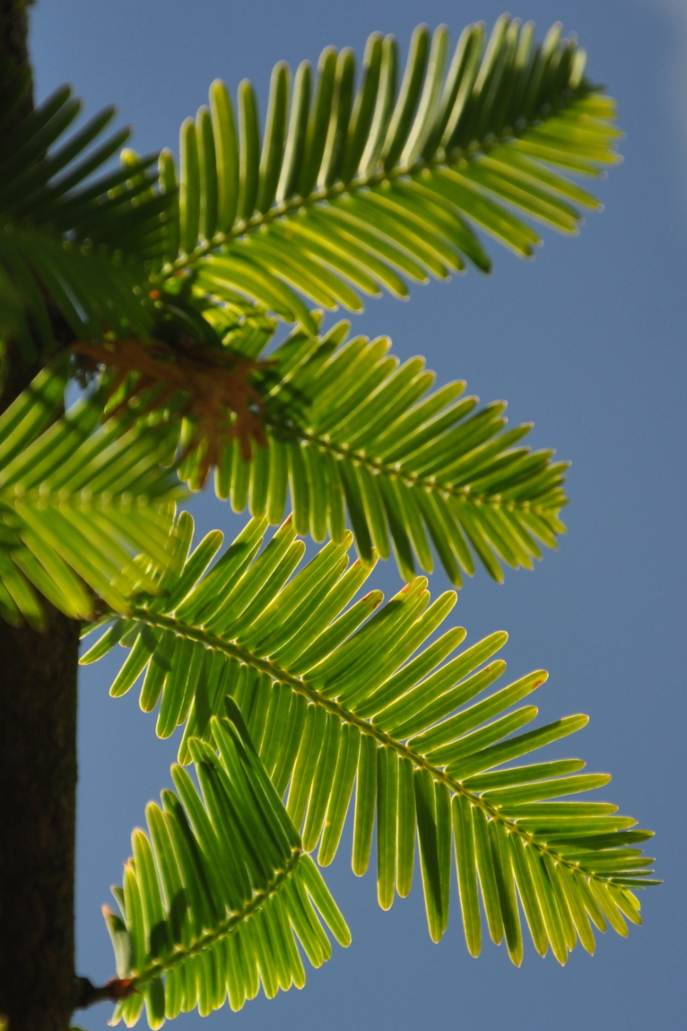 Young leaves of dawn redwood (April 2014).