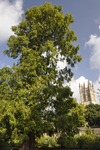 
Dawn redwood in Oxford Botanic Garden (Sept. 2014).
