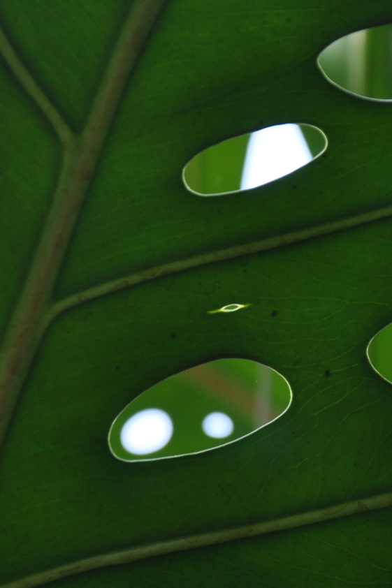 
Leaf blade of Monstera deliciosa (Oxford Botanic Garden).