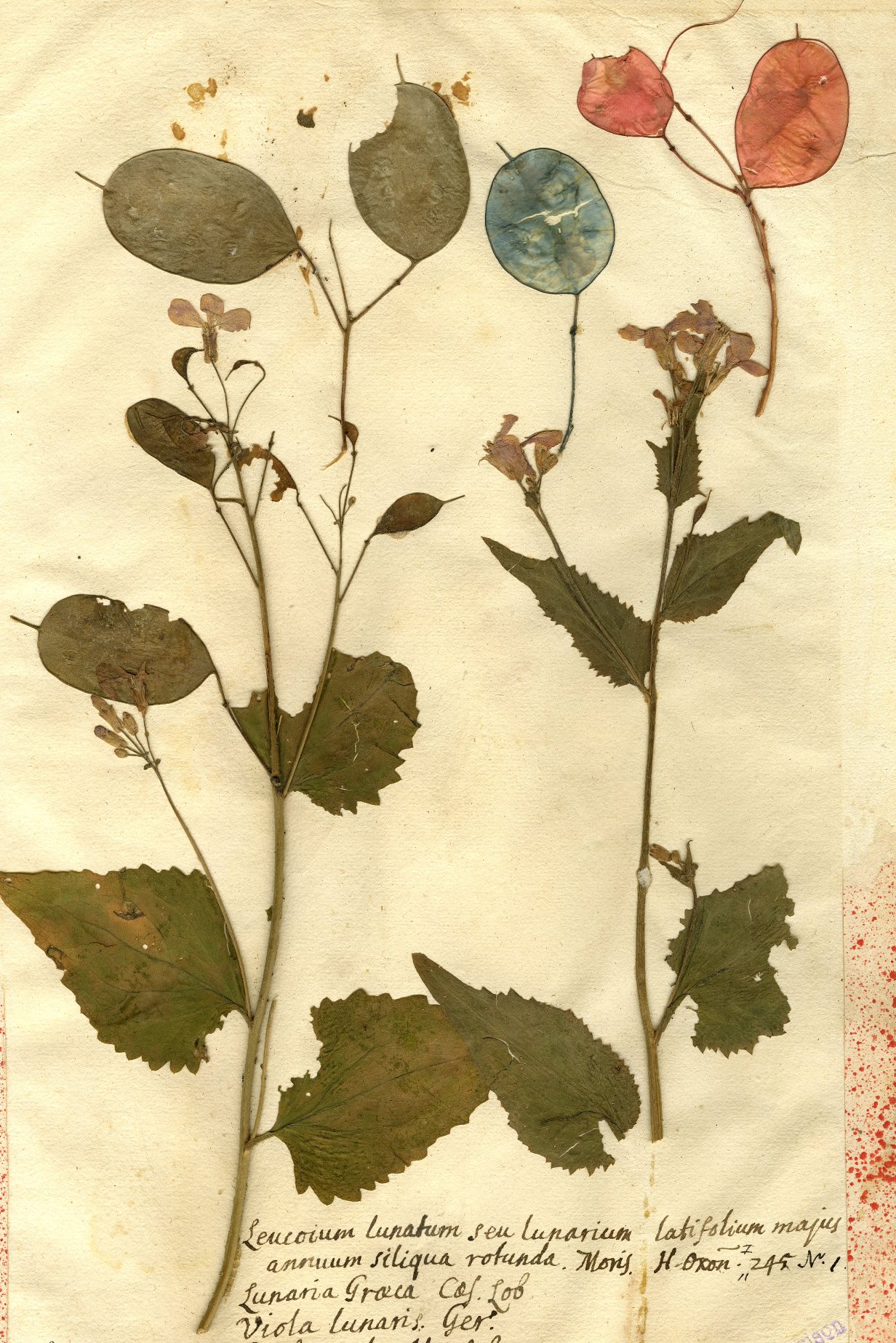 Specimen of Lunaria annua probably collected by Jacob Bobart the Younger in the Oxford Botanic Garden (Oxford Univsity Herbaria)