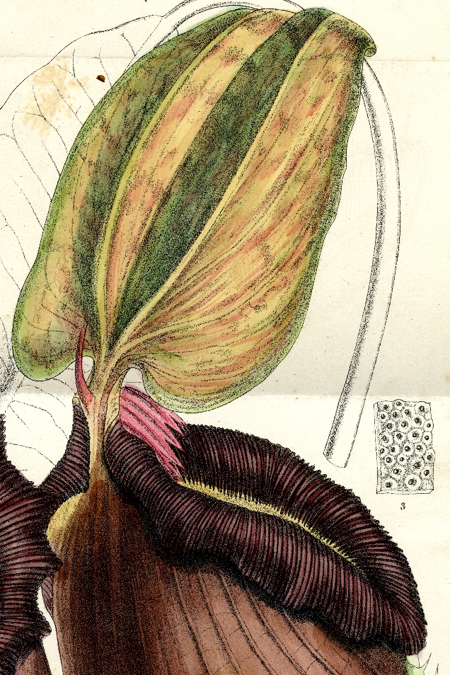 
Lithograph of Nepenthes rajah from 'Curtis's Botanical Magazine' (1905; t. 8017).