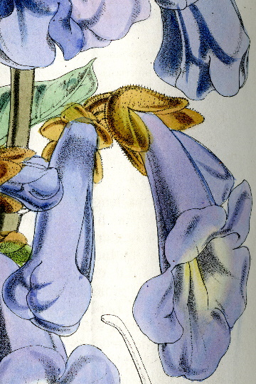 Paulownia tomentosaI from Curtis?s Botanical Magazine (1852; t.4666)