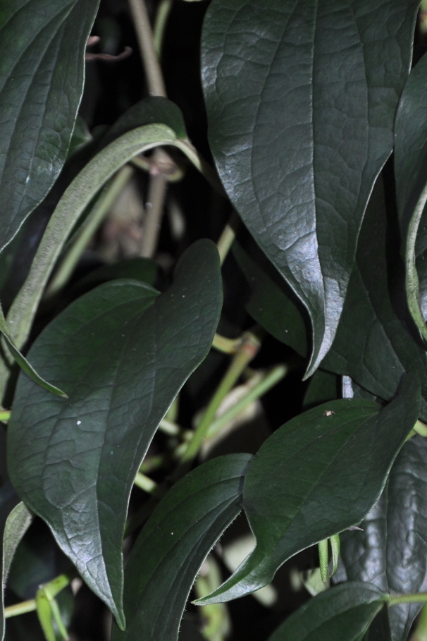 
Piper nigrum growing in the Oxford Botanic Garden.
