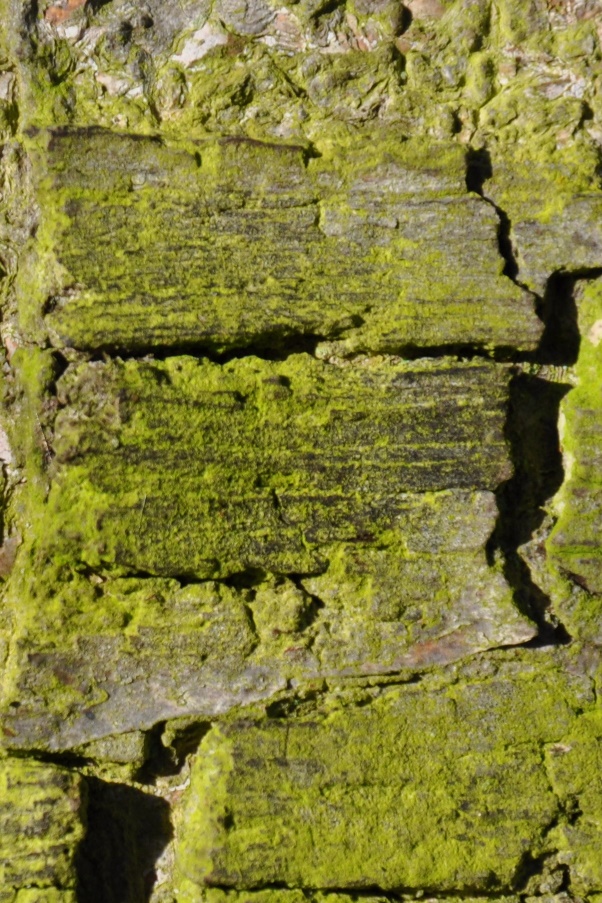 Pleurococcus biofilm on surface of Betula trunk in Oxford Botanic Garden (January 2014).