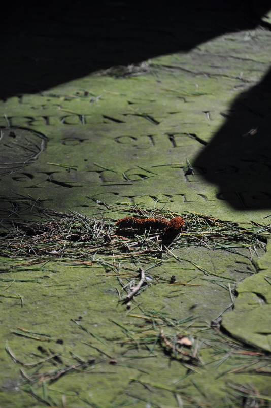 Pleurococcus biofilm on surface of gravestone (March 2010; SA Harris).