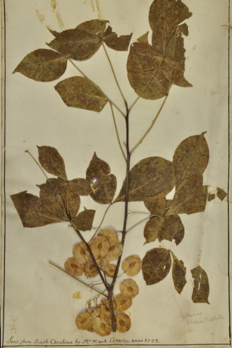 Specimen of hop tree collected in South Carolina, USA, in 1723 by Mark Catesby (Oxford University Herbaria).