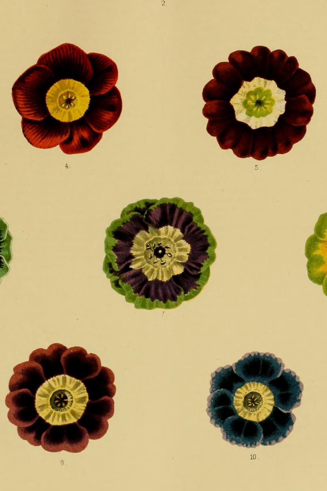 Variety of Primula x pubescens flowers illustrated in The Garden (1878, vol. 14).