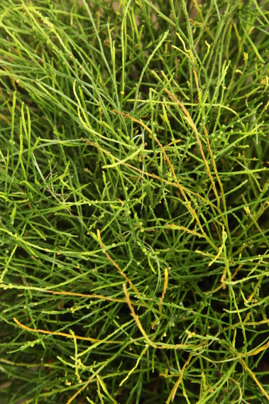 Psilotum nudum growing in Oxford Botanic Garden.