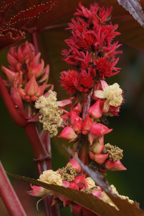 Male and female flowers of Ricinus communis growing in Oxford Botanic Garden.