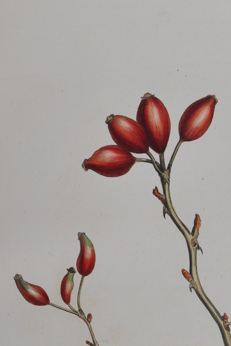 Engraving of Rosa canina from Curtis's 'Flora Londinensis' (1784-88; t.34).