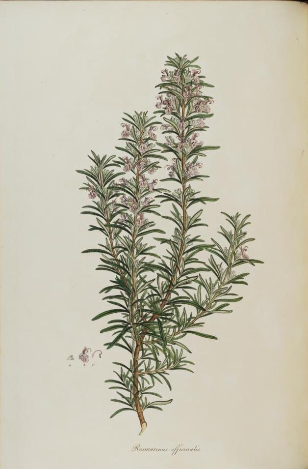 
Ferdinand Bauer's Rosmarinus officinalis prepared for Sibthorp and Smith's Flora Graeca (1806, t.14).