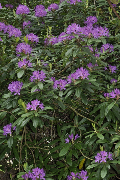 Habit of Rhododendron ponticum naturalised in Wales