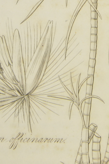 Sugarcane from 'Hooker's Botanical Miscellany' (1830, t.26).