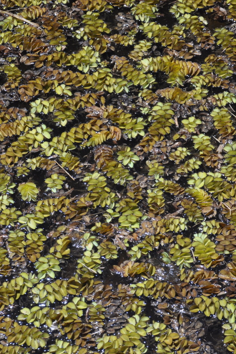 
Salvinia growing in central Brazil (S.A. Harris).