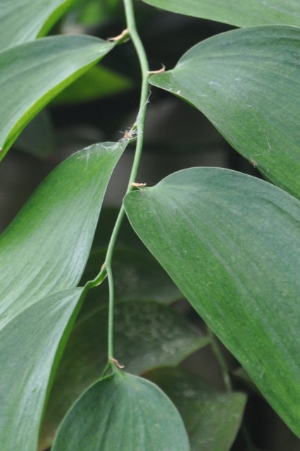 Shoot of Semele androgyna growing in Oxford Botanic Garden.