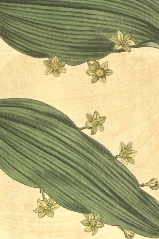 
Coloured illustration of Semele androgyna from Curtis's Botanical Magazine (1817, t.1898).