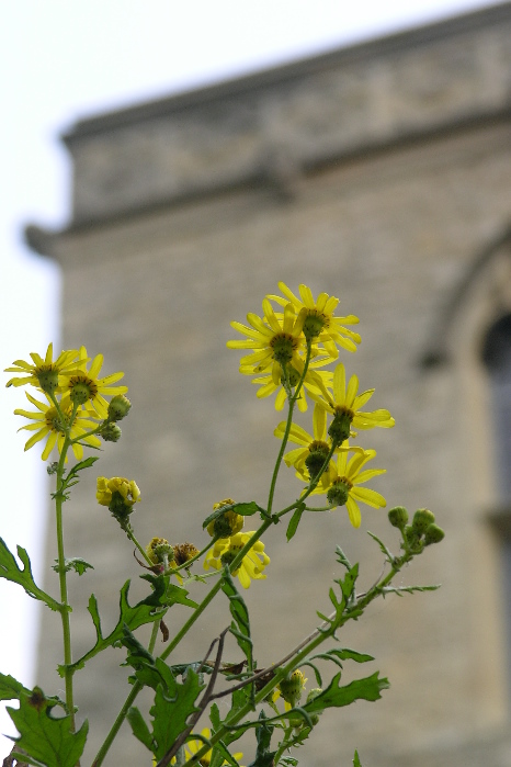 
Senecio squalidus on the walls of St. Peter's in the East Church, where the Bobarts and Dillenius are buried (May 2010; SA Harris).
