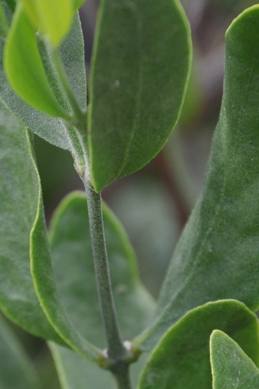 Leaves of Simmondsia chinensis growing in Oxford Botanic Garden.