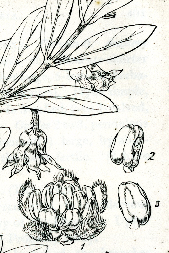 
Engraving of Simmondsia chinensis from Hooker's London Journal of Botany (1844; t.16).