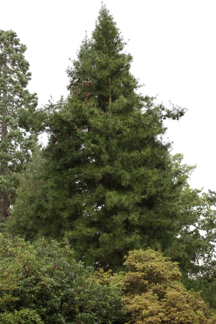 Habit of the Japanese umbrella pine in the Harcourt Arboretum.