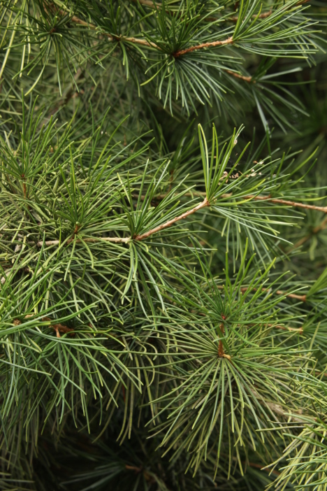 Arrangement of Sciadopitys verticillata cladodes.
