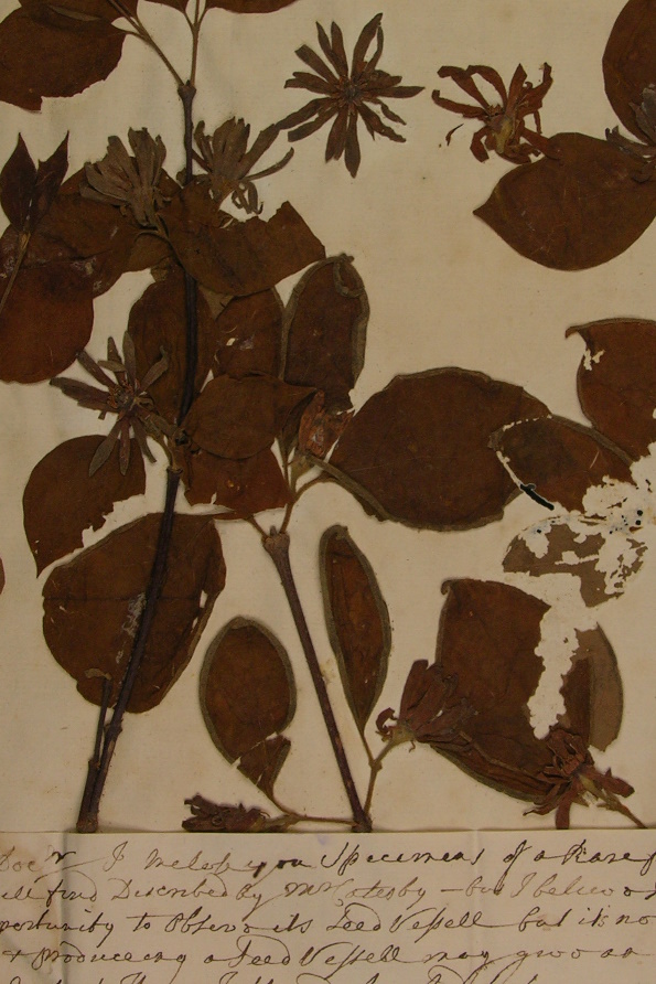 Primula_auricula.jpg