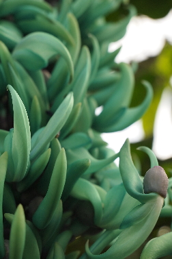 Flowers of Strongylodon macrobotrys in Oxford Botanic Garden.