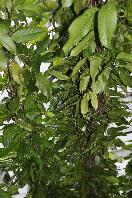 Leaves of Strongylodon macrobotrys in Oxford Botanic Garden.