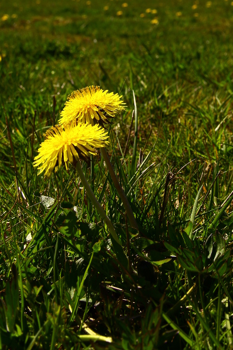 
Taraxacum species in Pylon Meadow, Nuneham Courtney Arboretum.