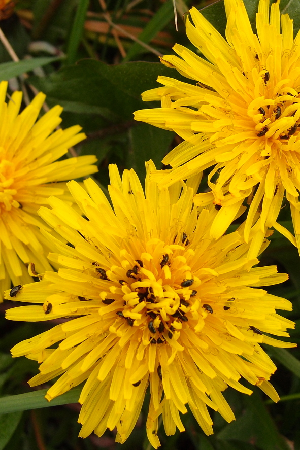 Taraxacum species inflorescence with flowers filled with beetles.