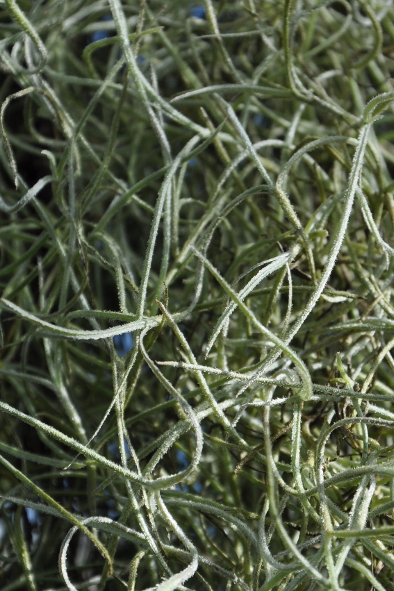 Tillandsia usneoides in the Oxford Botanic Garden (January 2014).