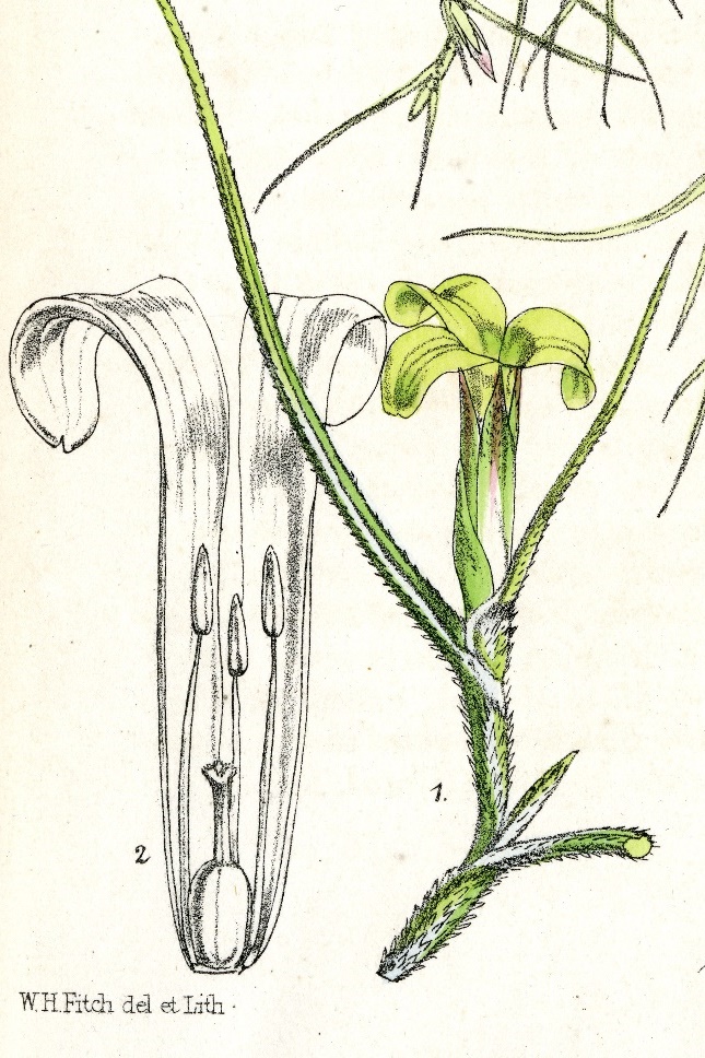 Lithograph by Walter Fitch of Tillandsia usneoides from Curtis's Botanical Magazine (1877, t.6309).