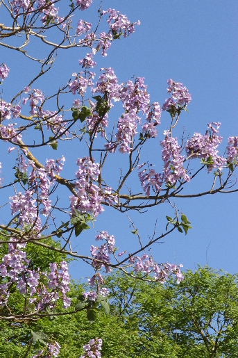 Paulownia tomentosa in Oxford Botanic Garden.