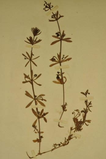 Galium tricornutum collected at Cowley, near Oxford, in September 1948 (Oxford University Herbaria).