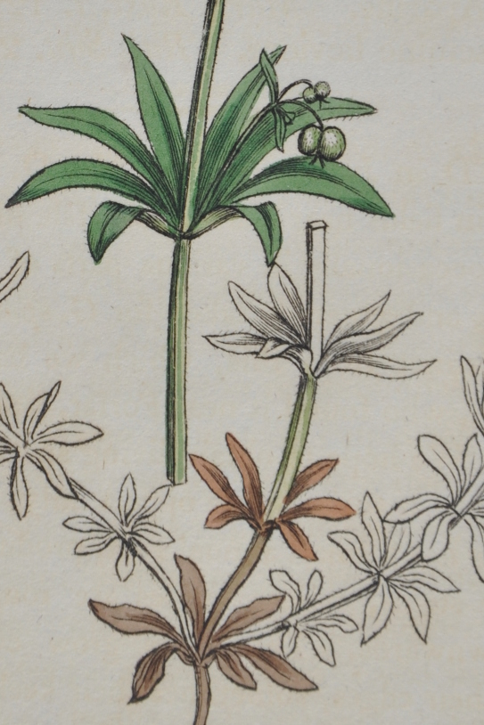 
Coloured engraving of Galium tricornutum from Sowerby and Smith's English Botany (1810; t. 2173).
