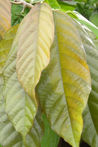 Young leaves of Theobroma cacao growing in Trinidad.