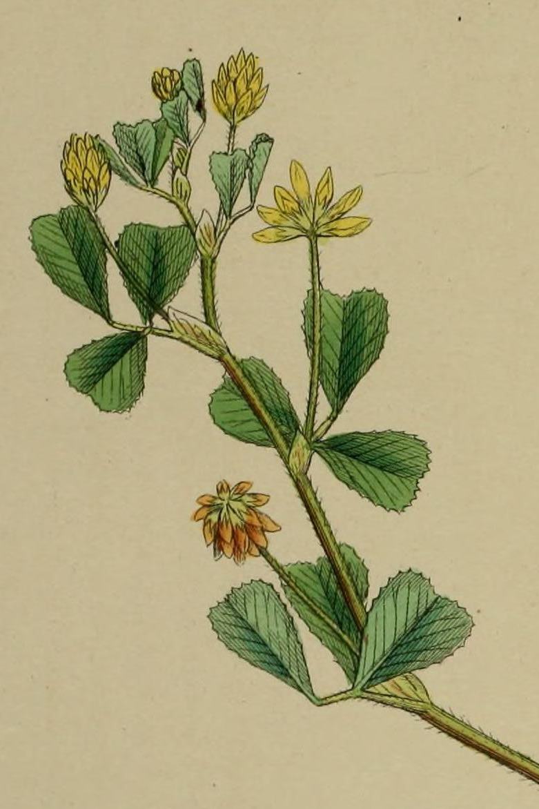 Illustration of Trifolium dubium from Sowerby's English Botany (1864, t.366).