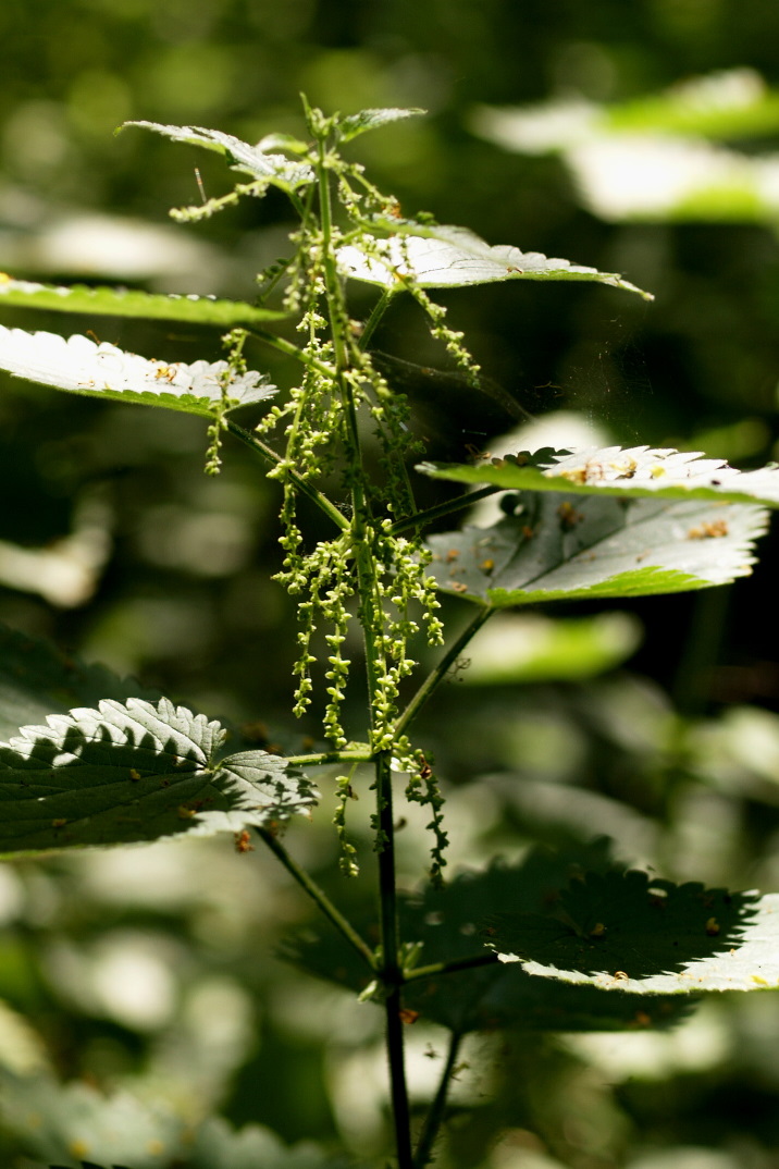 
Urtica dioica habit.